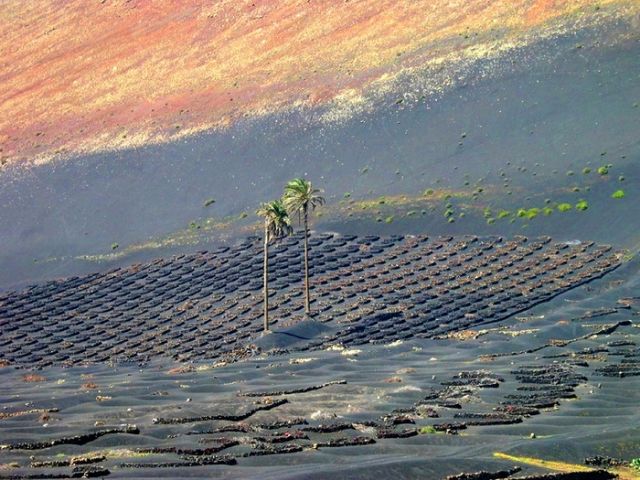 Как вулканические камни помогают виноделам острова Лансароте