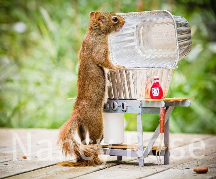 Забавные белочки Нэнси Роуз