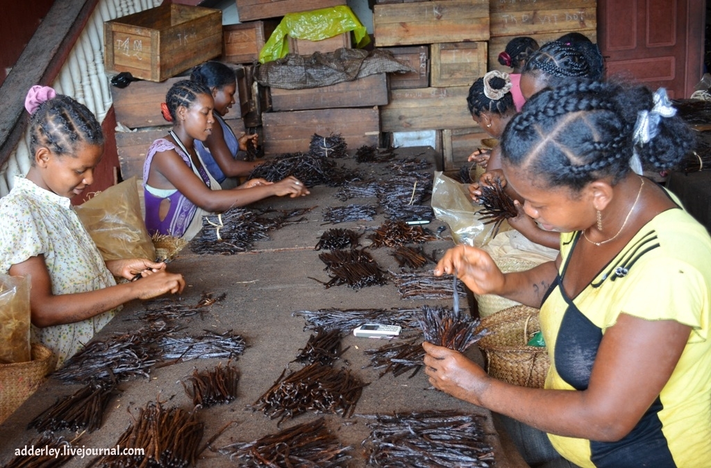 Как выращивают и обрабатывают ваниль