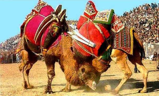 25 самых необычных видов спорта в мире