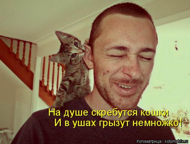 Лучшие котоматрицы недели