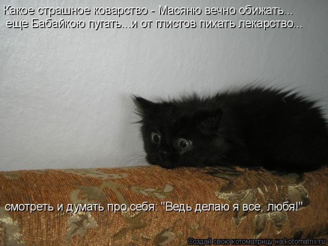 Лучшие котоматрицы недели