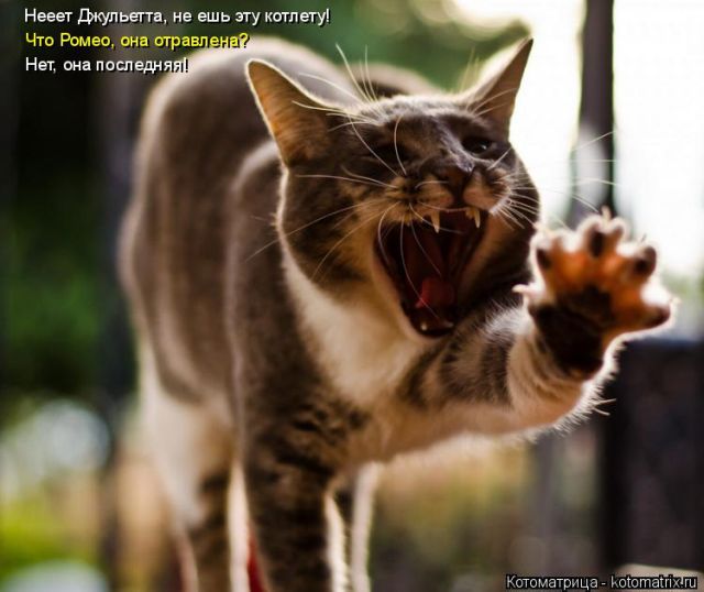 Лучшие котоматрицы недели