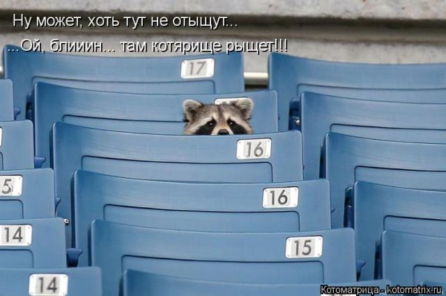 Лучшие котоматрицы недели