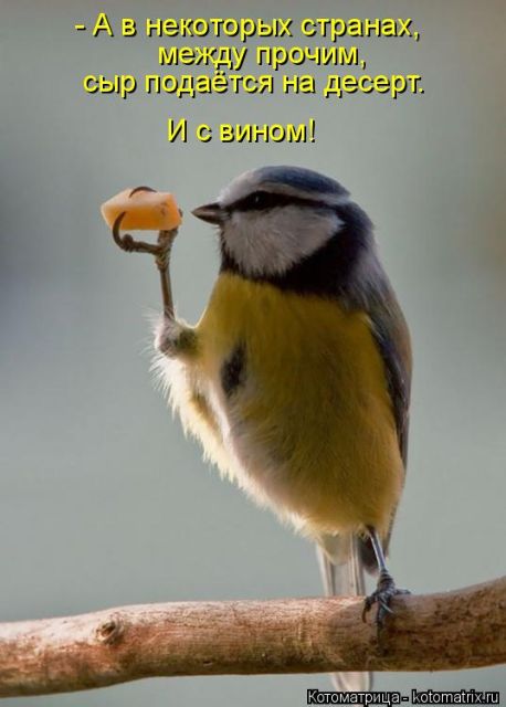 Лучшие котоматрицы недели