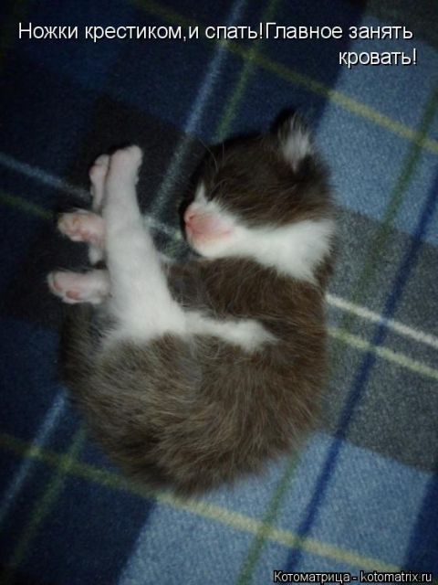 Лучшие котоматрицы недели