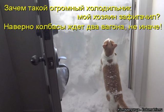 Лучшие котоматрицы недели