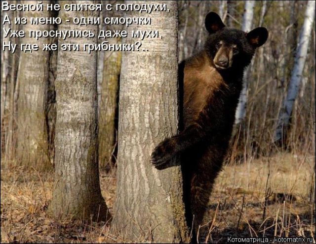 Лучшие котоматрицы недели