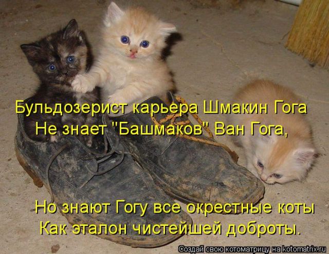 Лучшие котоматрицы недели