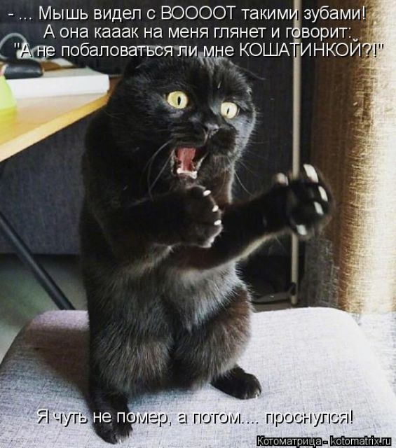 Лучшие котоматрицы недели