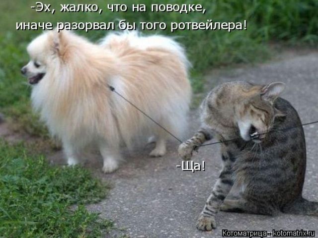 Лучшие котоматрицы недели