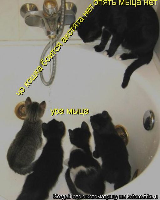 Лучшие котоматрицы недели