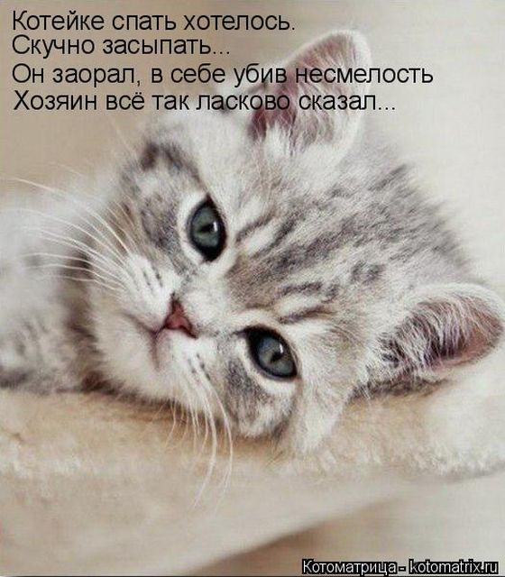 Лучшие котоматрицы недели