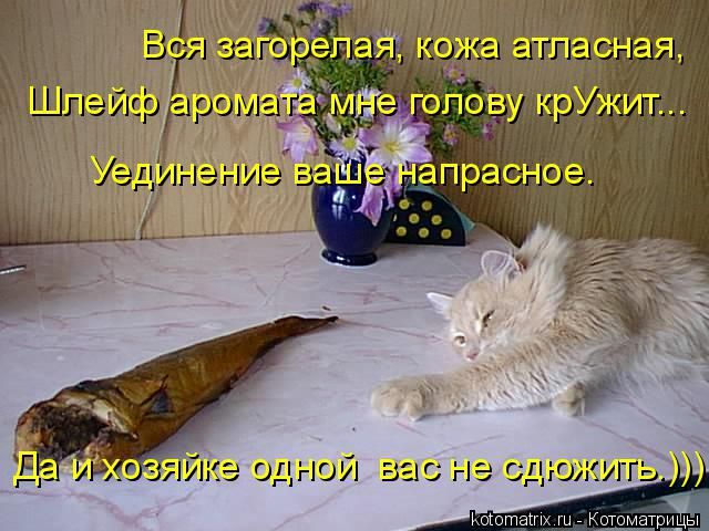 Лучшие котоматрицы недели