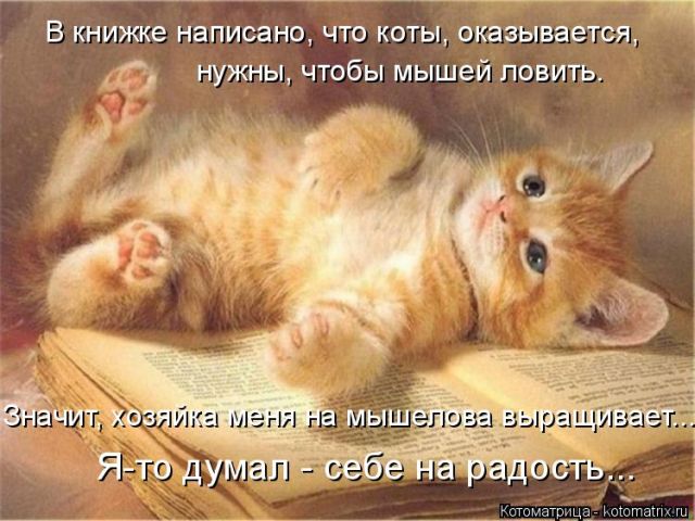 Лучшие котоматрицы недели