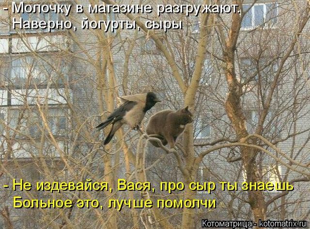 Лучшие котоматрицы недели