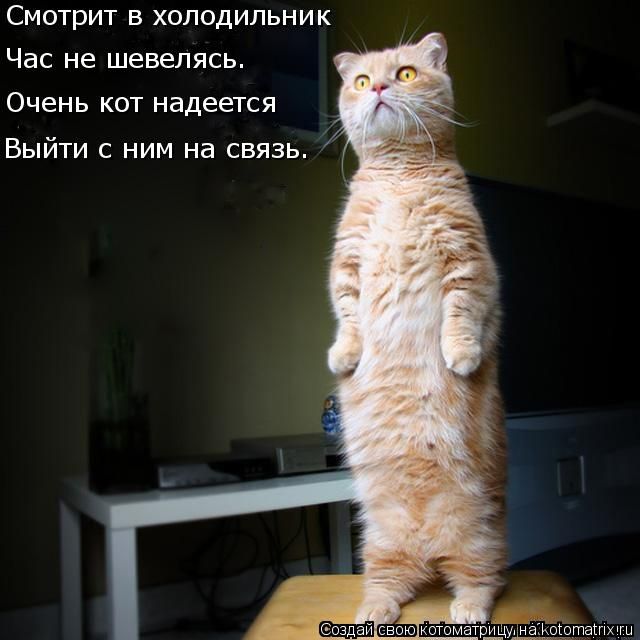 Лучшие котоматрицы недели