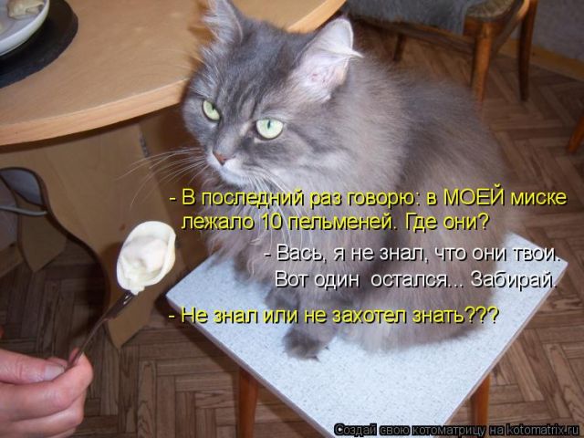 Лучшие котоматрицы недели