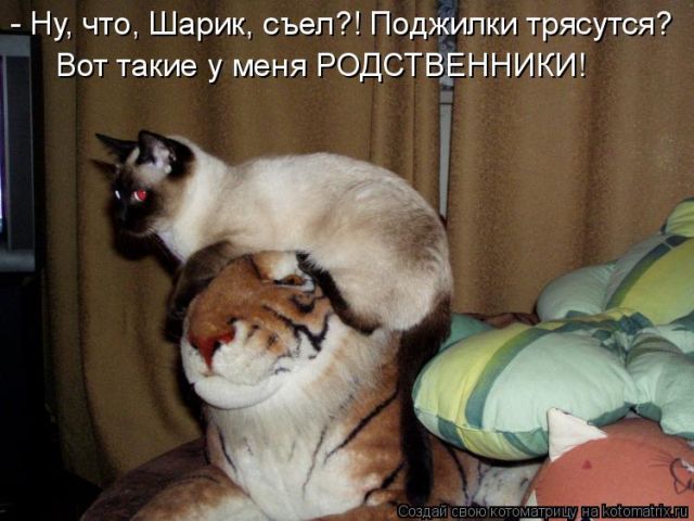 Лучшие котоматрицы недели