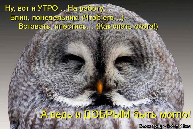 Лучшие котоматрицы недели