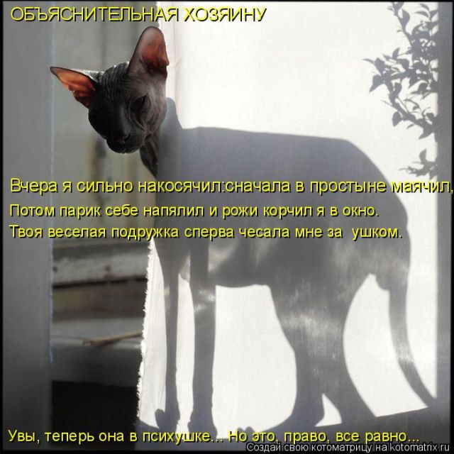 Лучшие котоматрицы недели