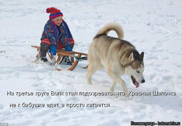 Лучшие котоматрицы недели