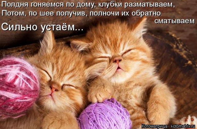 Лучшие котоматрицы недели