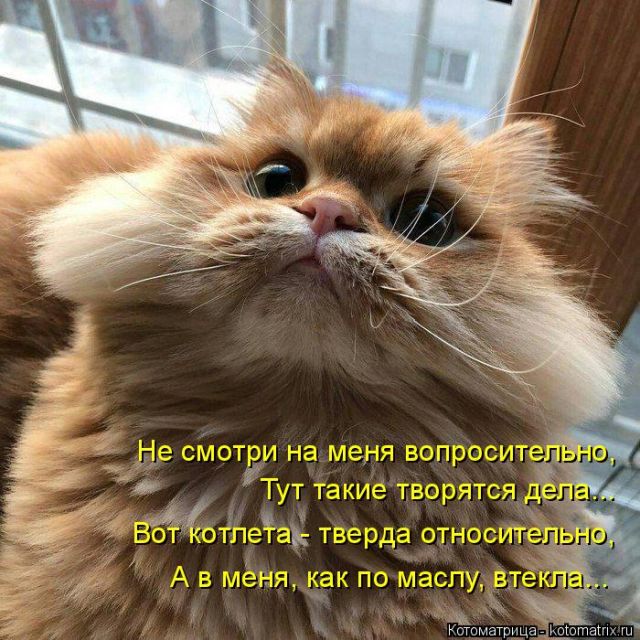 Лучшие котоматрицы недели