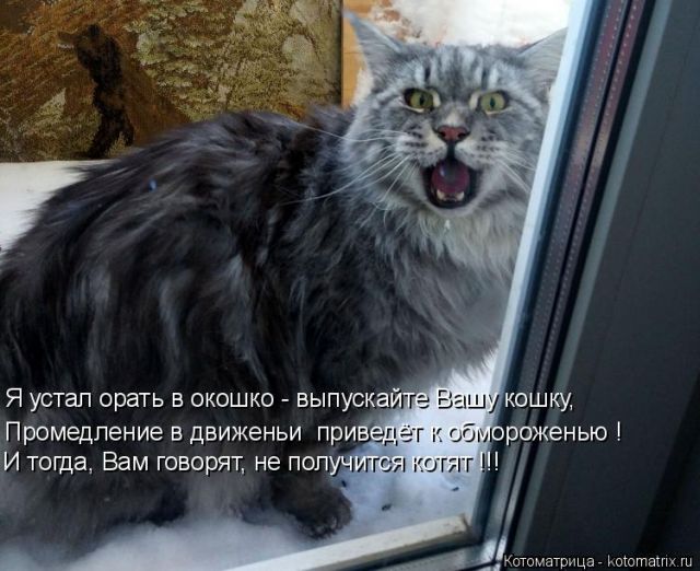 Лучшие котоматрицы недели