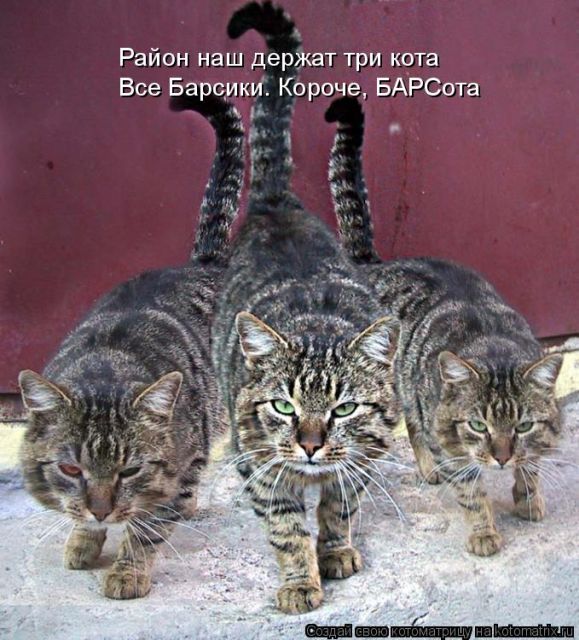 Лучшие котоматрицы недели