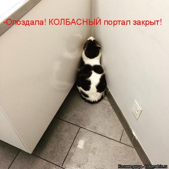 Лучшие котоматрицы недели