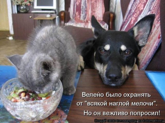 Лучшие котоматрицы недели