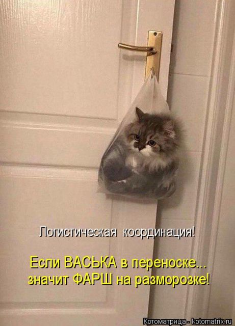 Лучшие котоматрицы недели