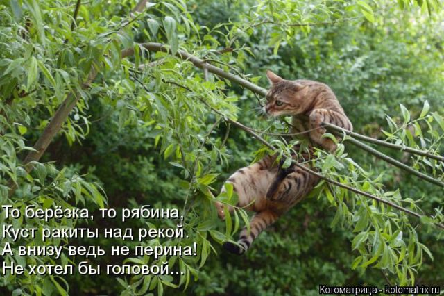 Лучшие котоматрицы недели