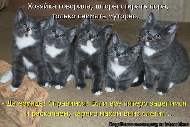 Лучшие котоматрицы недели