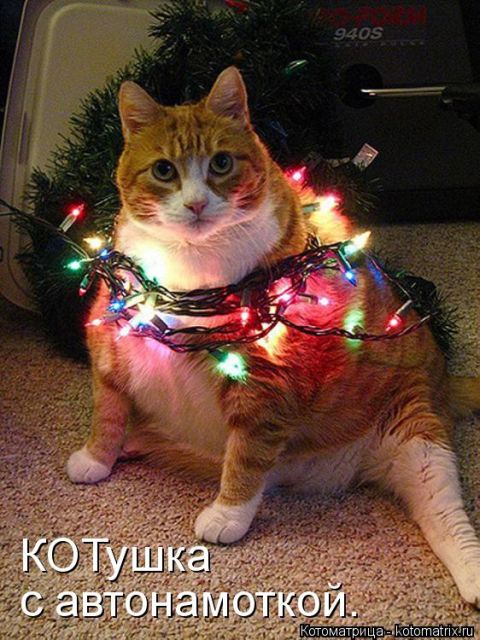 Лучшие котоматрицы недели