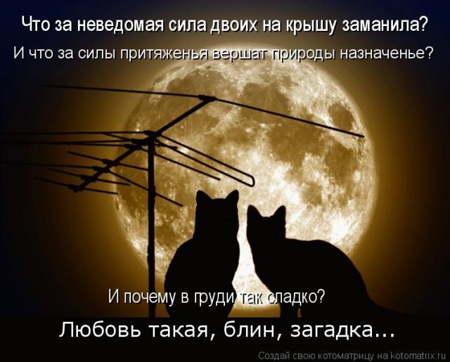 Лучшие котоматрицы недели