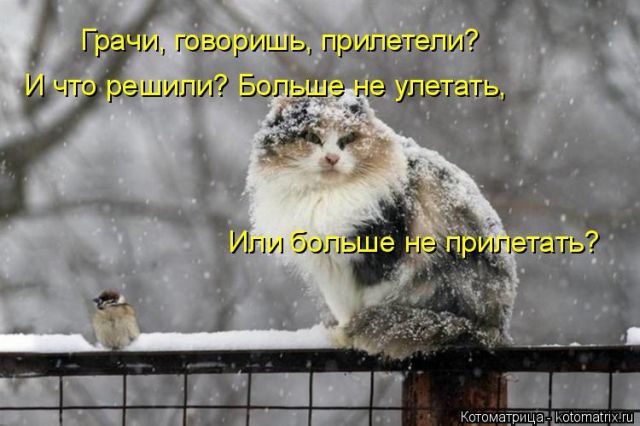 Лучшие котоматрицы недели