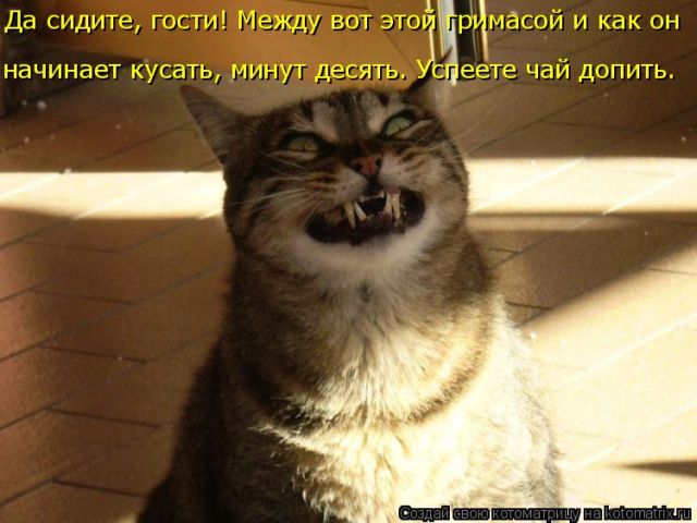 Лучшие котоматрицы недели