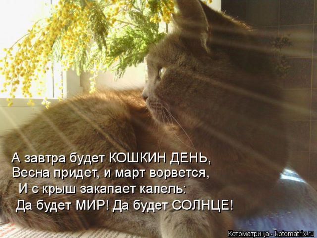 Лучшие котоматрицы недели