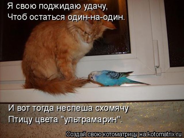 Лучшие котоматрицы недели