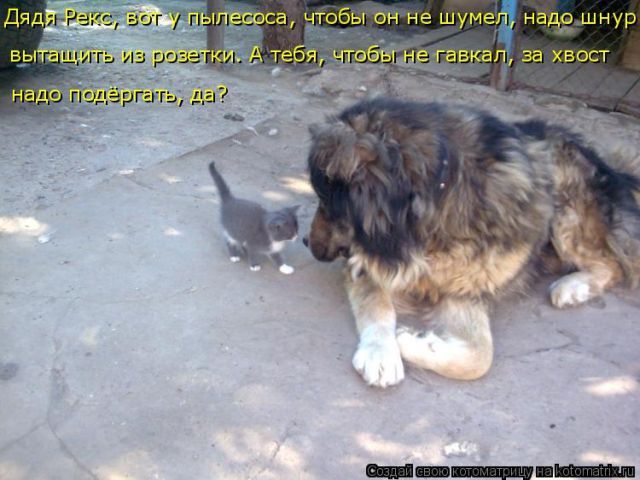 Лучшие котоматрицы недели