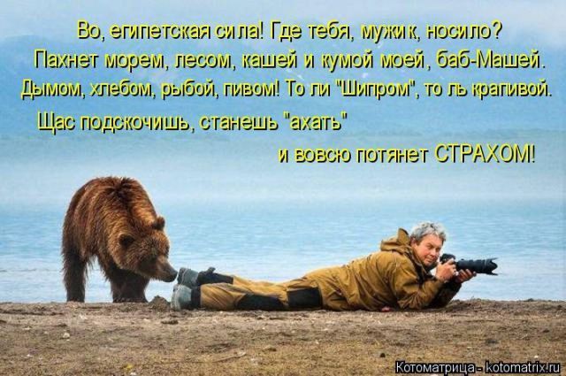 Лучшие котоматрицы недели