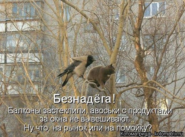 Лучшие котоматрицы недели