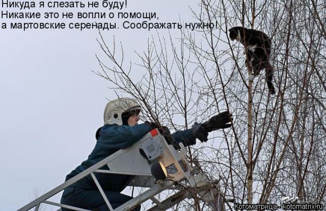 Лучшие котоматрицы недели