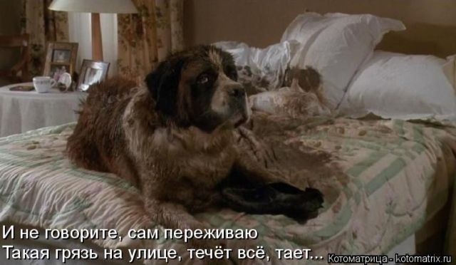 Лучшие котоматрицы недели