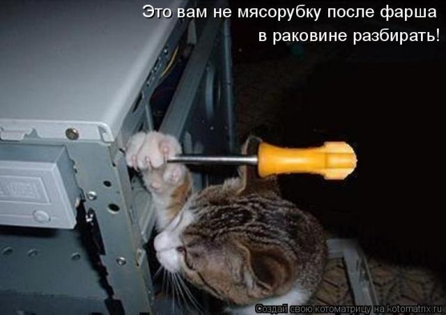 Лучшие котоматрицы недели