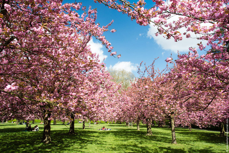 Цветение сакуры во Франции Цветение сакуры во Франции