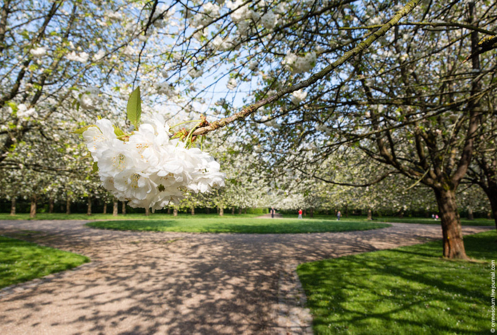 Цветение сакуры во Франции Цветение сакуры во Франции