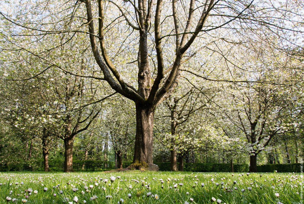 Цветение сакуры во Франции Цветение сакуры во Франции